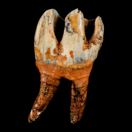 4.1" Woolly Rhinoceros Fossil Rooted Tooth Pleistocene Age Megafauna Russia COA