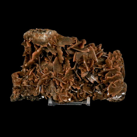 XL 4.8" Brown Barite Blades Crystal Mineral Specimen Nador Morocco Stand