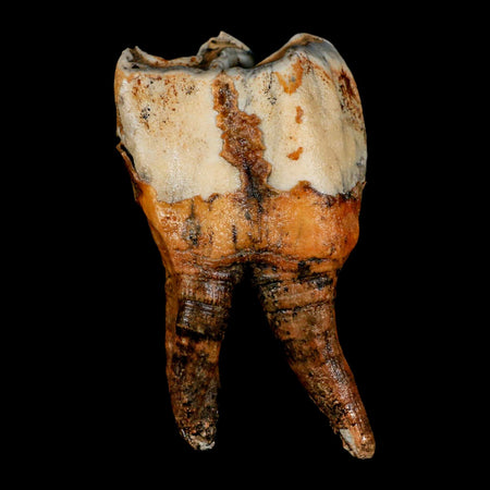 4.1" Woolly Rhinoceros Fossil Rooted Tooth Pleistocene Age Megafauna Russia COA