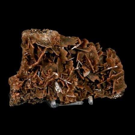 XL 4.8" Brown Barite Blades Crystal Mineral Specimen Nador Morocco Stand