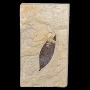 1.2" Caesalpinia Pecorae Divi Divi Trees Fossil Plant Leaf Eocene Age Uintah Utah