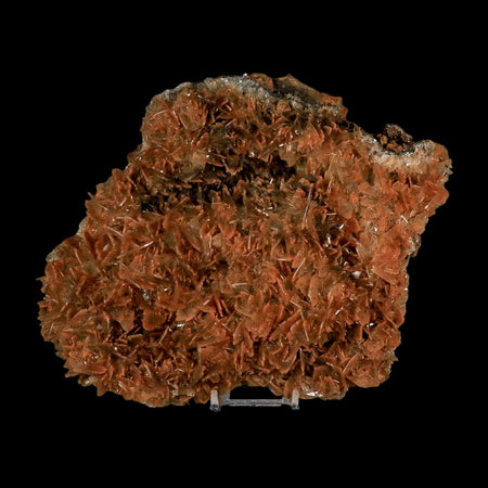 XXL 8.8" Brown Barite Blades Crystal Mineral Specimen Nador Morocco Stand