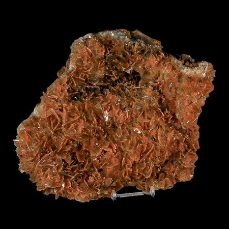 XXL 8.8" Brown Barite Blades Crystal Mineral Specimen Nador Morocco Stand