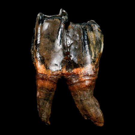 4" Woolly Rhinoceros Fossil Rooted Tooth Pleistocene Age Megafauna Russia COA