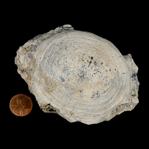 4.2" Brontothere Fossil Vertebrae Bone Eocene Age Badlands S Dakota Titanothere COA - Fossil Age Minerals