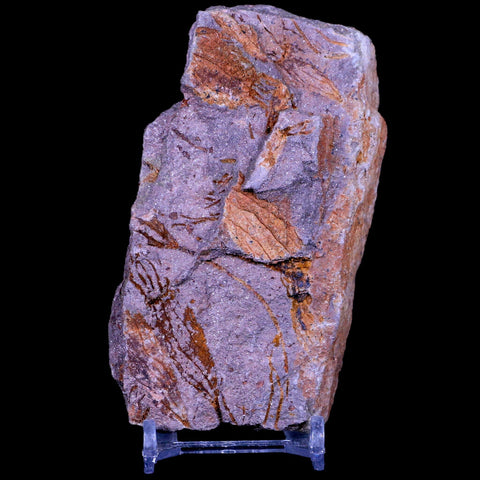 3.5" Ascocystitis Crinoid Stems Echinoderm Fossil Morality Plate Ordovician Age Stand - Fossil Age Minerals