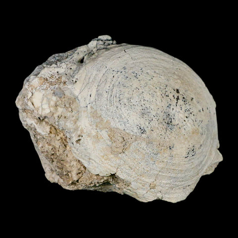 4.2" Brontothere Fossil Vertebrae Bone Eocene Age Badlands S Dakota Titanothere COA - Fossil Age Minerals