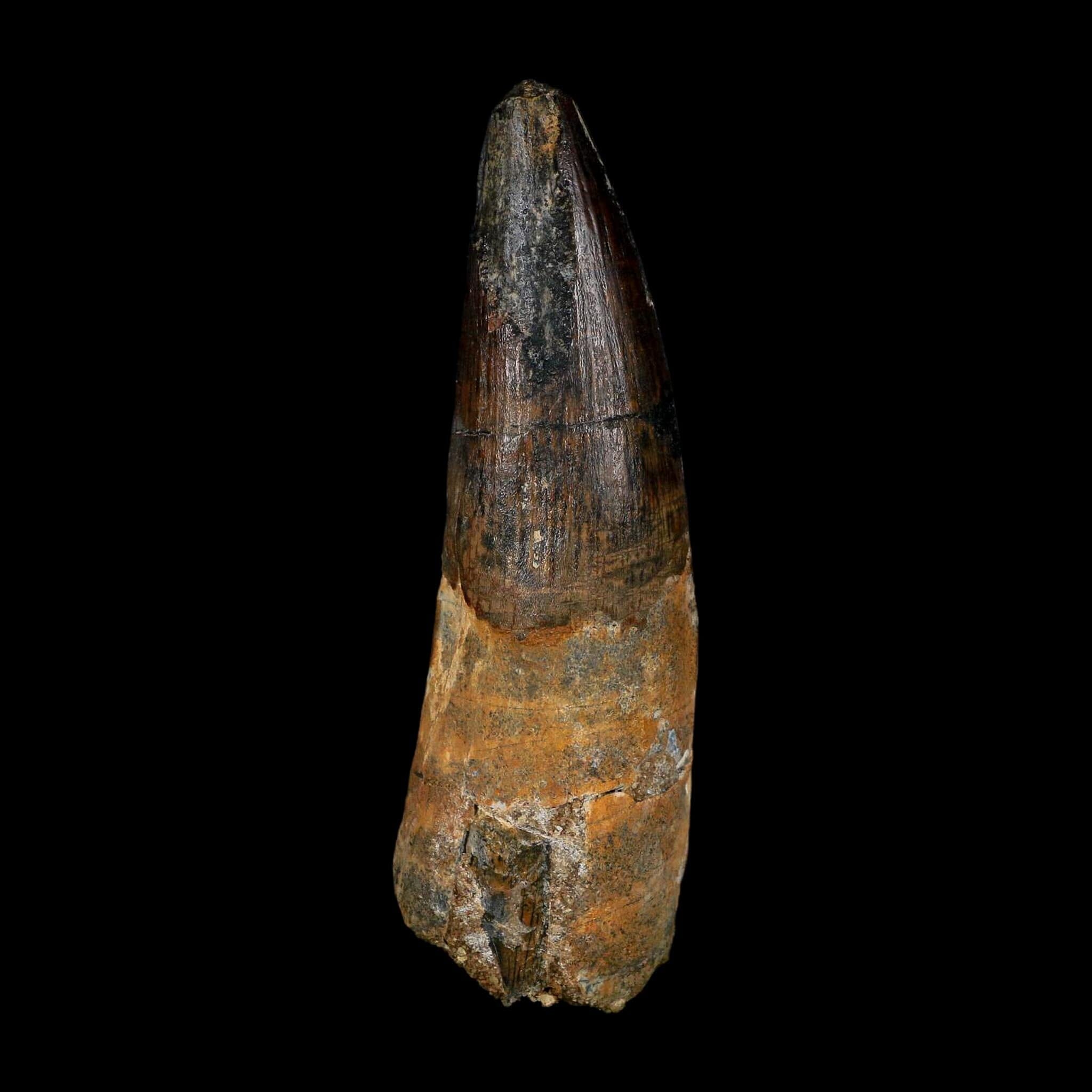 XL 3.8" Spinosaurus Fossil Tooth 100 Million Years Old Cretaceous Dinosaur COA - Fossil Age Minerals