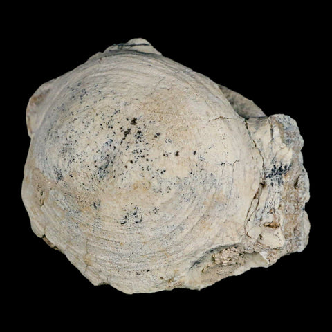 4.2" Brontothere Fossil Vertebrae Bone Eocene Age Badlands S Dakota Titanothere COA - Fossil Age Minerals