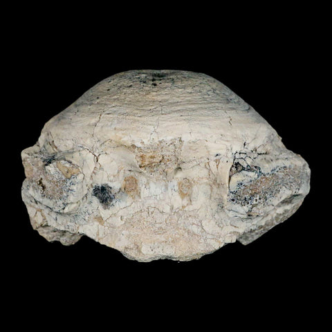 4.2" Brontothere Fossil Vertebrae Bone Eocene Age Badlands S Dakota Titanothere COA - Fossil Age Minerals