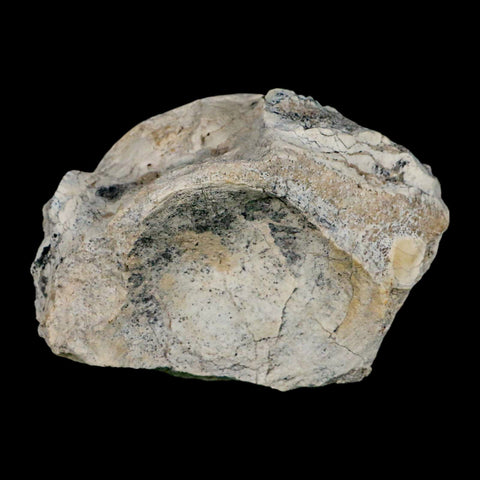 4.2" Brontothere Fossil Vertebrae Bone Eocene Age Badlands S Dakota Titanothere COA - Fossil Age Minerals