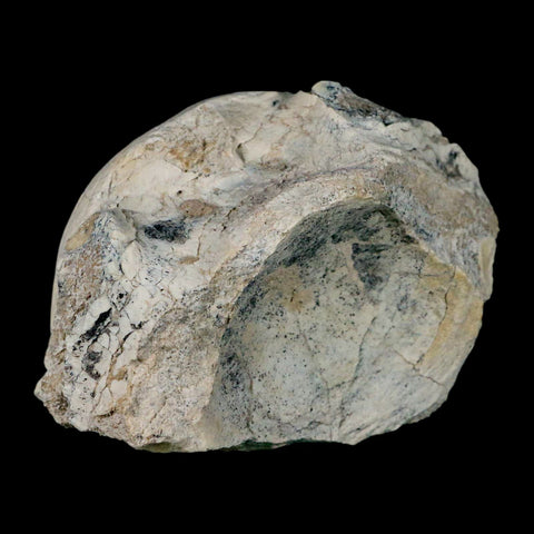 4.2" Brontothere Fossil Vertebrae Bone Eocene Age Badlands S Dakota Titanothere COA - Fossil Age Minerals