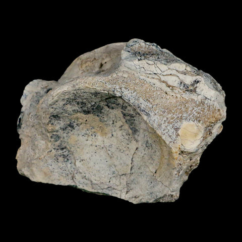 4.2" Brontothere Fossil Vertebrae Bone Eocene Age Badlands S Dakota Titanothere COA - Fossil Age Minerals