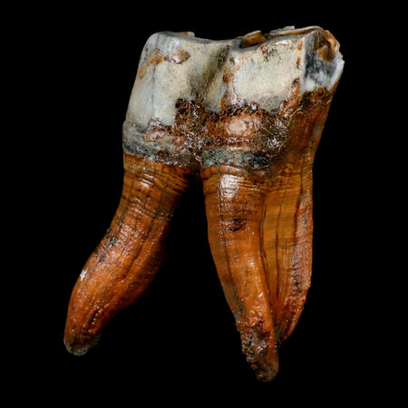 3.4" Woolly Rhinoceros Fossil Rooted Tooth Pleistocene Age Megafauna Russia COA