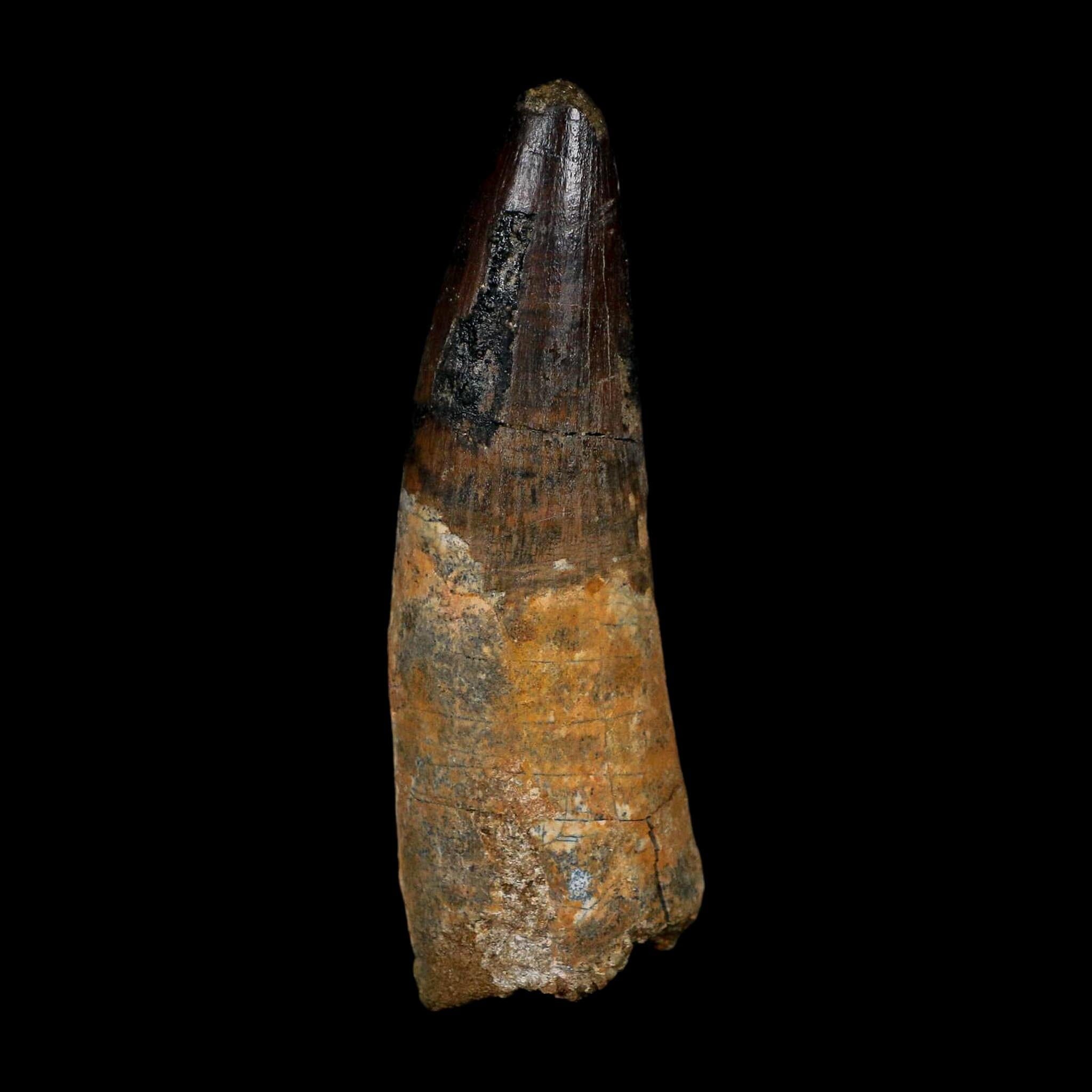 XL 3.8" Spinosaurus Fossil Tooth 100 Million Years Old Cretaceous Dinosaur COA - Fossil Age Minerals