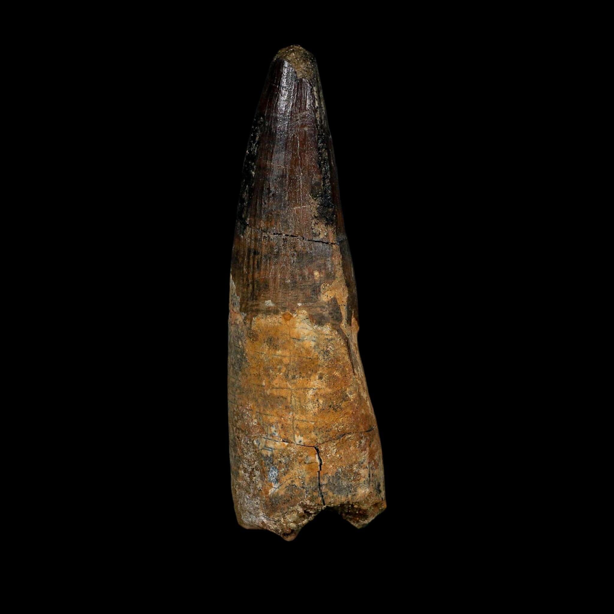 XL 3.8" Spinosaurus Fossil Tooth 100 Million Years Old Cretaceous Dinosaur COA - Fossil Age Minerals