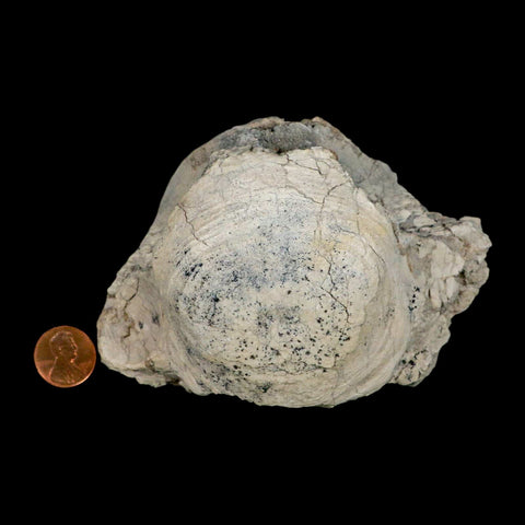 4.7" Brontothere Fossil Vertebrae Bone Eocene Age Badlands S Dakota Titanothere COA - Fossil Age Minerals