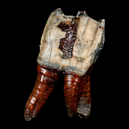 4.3" Woolly Rhinoceros Fossil Rooted Tooth Pleistocene Age Megafauna Russia COA