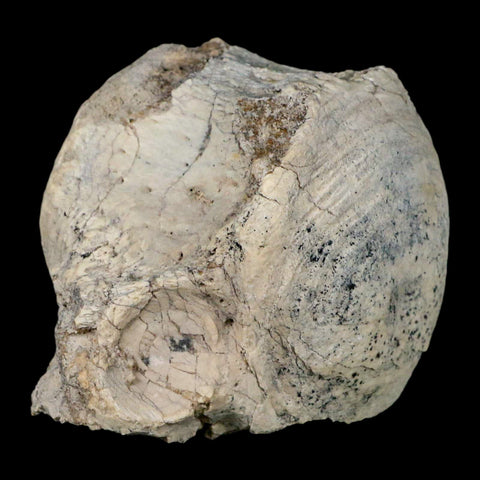 4.7" Brontothere Fossil Vertebrae Bone Eocene Age Badlands S Dakota Titanothere COA - Fossil Age Minerals