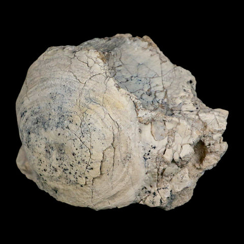 4.7" Brontothere Fossil Vertebrae Bone Eocene Age Badlands S Dakota Titanothere COA - Fossil Age Minerals