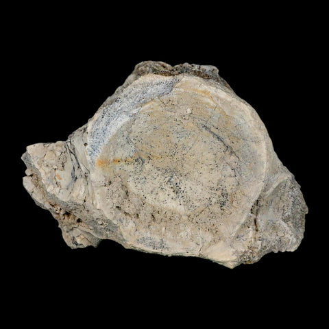 4.7" Brontothere Fossil Vertebrae Bone Eocene Age Badlands S Dakota Titanothere COA - Fossil Age Minerals