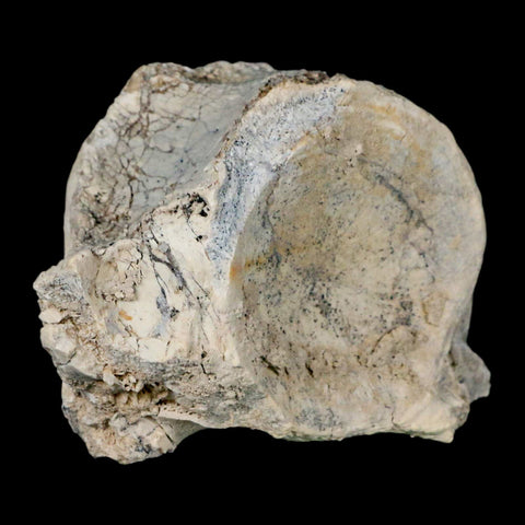 4.7" Brontothere Fossil Vertebrae Bone Eocene Age Badlands S Dakota Titanothere COA - Fossil Age Minerals