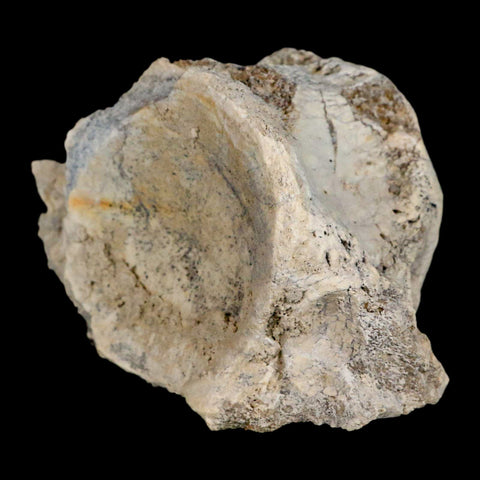 4.7" Brontothere Fossil Vertebrae Bone Eocene Age Badlands S Dakota Titanothere COA - Fossil Age Minerals