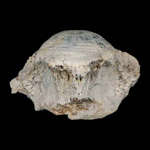 4.7" Brontothere Fossil Vertebrae Bone Eocene Age Badlands S Dakota Titanothere COA - Fossil Age Minerals