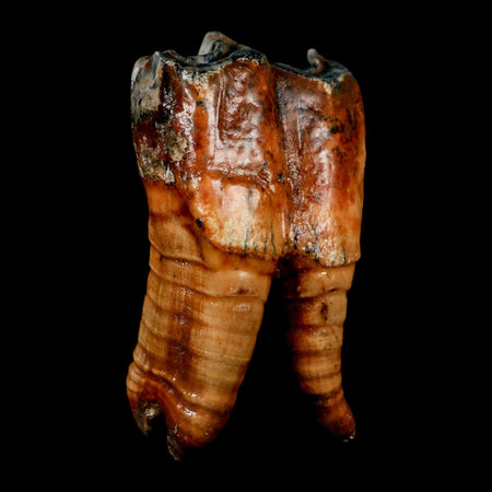 3.6" Woolly Rhinoceros Fossil Rooted Tooth Pleistocene Age Megafauna Russia COA