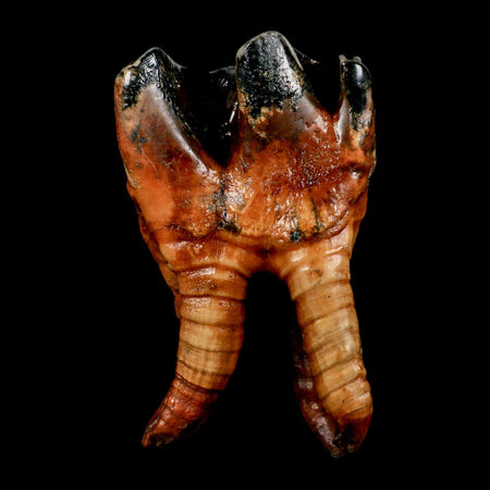 3.6" Woolly Rhinoceros Fossil Rooted Tooth Pleistocene Age Megafauna Russia COA