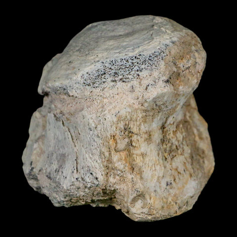 2.8" Brontothere Fossil Vertebrae Bone Eocene Age Badlands S Dakota Titanothere COA - Fossil Age Minerals