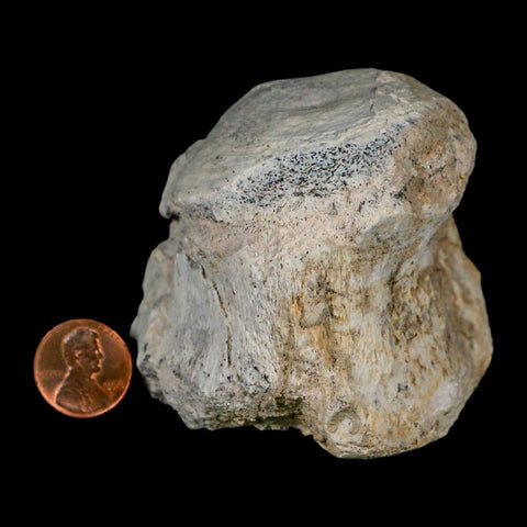 2.8" Brontothere Fossil Vertebrae Bone Eocene Age Badlands S Dakota Titanothere COA - Fossil Age Minerals