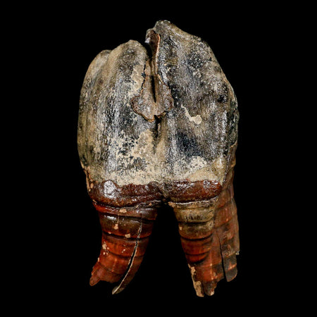 4.4" Woolly Rhinoceros Fossil Rooted Tooth Pleistocene Age Megafauna Russia COA