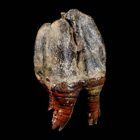 4.4" Woolly Rhinoceros Fossil Rooted Tooth Pleistocene Age Megafauna Russia COA