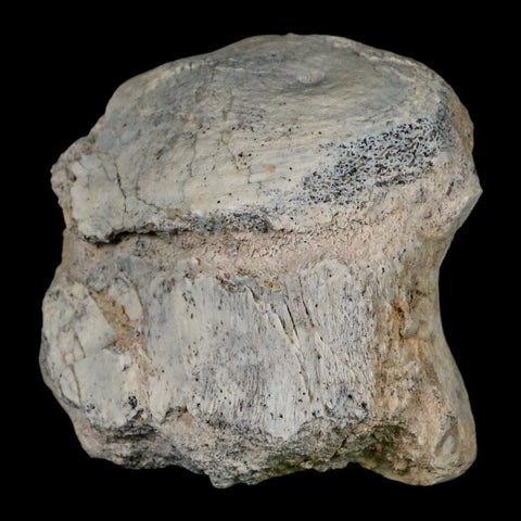 2.8" Brontothere Fossil Vertebrae Bone Eocene Age Badlands S Dakota Titanothere COA - Fossil Age Minerals