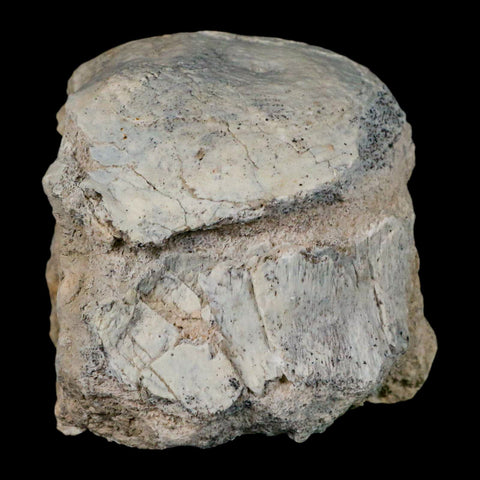 2.8" Brontothere Fossil Vertebrae Bone Eocene Age Badlands S Dakota Titanothere COA - Fossil Age Minerals