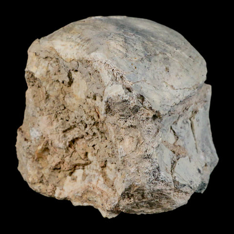 2.8" Brontothere Fossil Vertebrae Bone Eocene Age Badlands S Dakota Titanothere COA - Fossil Age Minerals