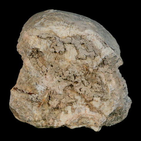 2.8" Brontothere Fossil Vertebrae Bone Eocene Age Badlands S Dakota Titanothere COA - Fossil Age Minerals