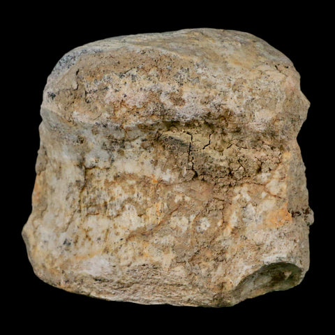 2.8" Brontothere Fossil Vertebrae Bone Eocene Age Badlands S Dakota Titanothere COA - Fossil Age Minerals