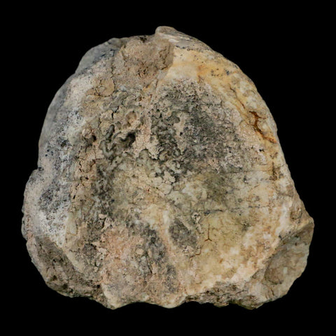 2.8" Brontothere Fossil Vertebrae Bone Eocene Age Badlands S Dakota Titanothere COA - Fossil Age Minerals