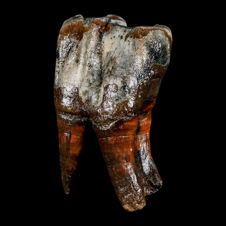 3.6" Woolly Rhinoceros Fossil Rooted Tooth Pleistocene Age Megafauna Russia COA