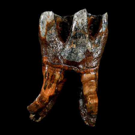 3.6" Woolly Rhinoceros Fossil Rooted Tooth Pleistocene Age Megafauna Russia COA