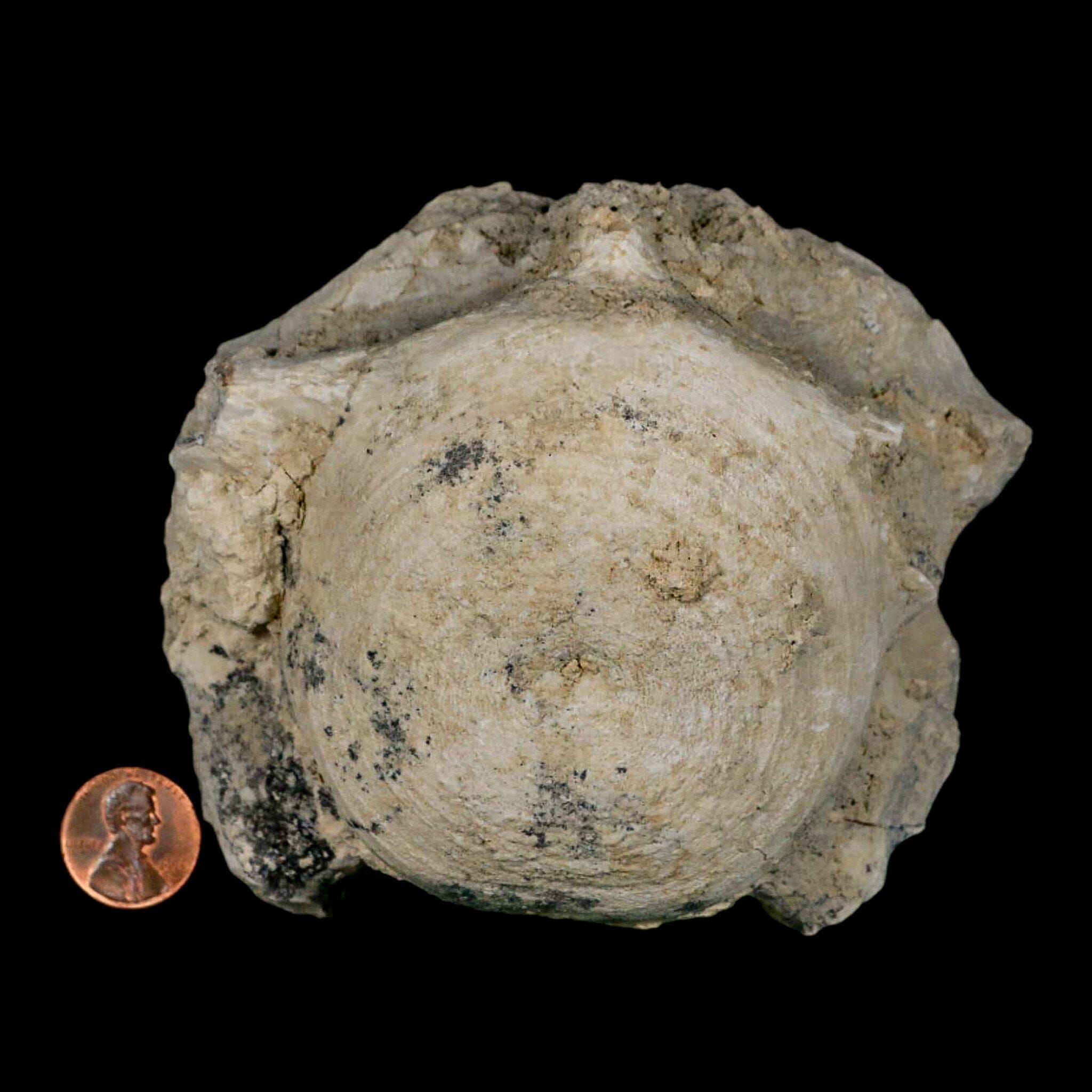 4.5" Brontothere Fossil Vertebrae Bone Eocene Age Badlands S Dakota Titanothere COA - Fossil Age Minerals