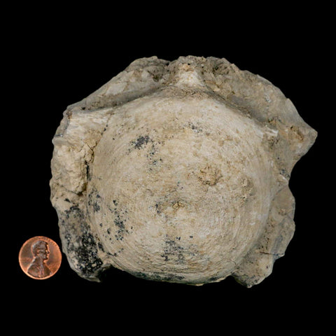 4.5" Brontothere Fossil Vertebrae Bone Eocene Age Badlands S Dakota Titanothere COA - Fossil Age Minerals