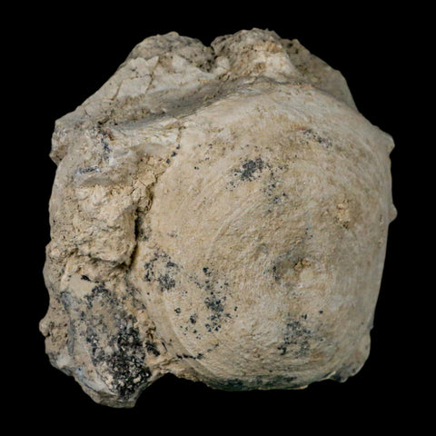 4.5" Brontothere Fossil Vertebrae Bone Eocene Age Badlands S Dakota Titanothere COA - Fossil Age Minerals