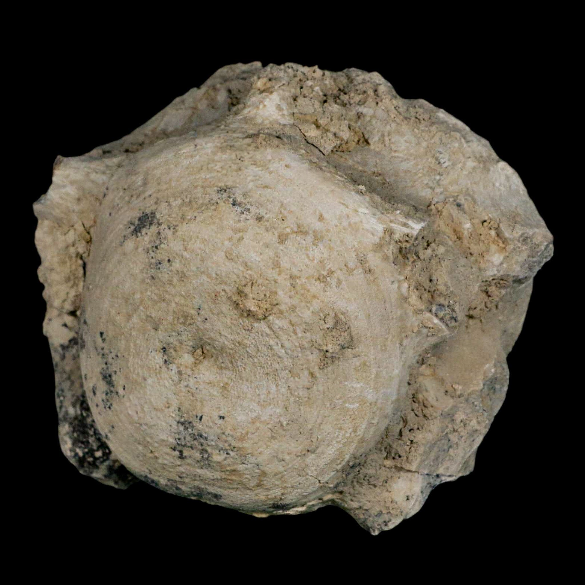 4.5" Brontothere Fossil Vertebrae Bone Eocene Age Badlands S Dakota Titanothere COA - Fossil Age Minerals