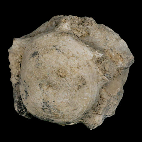 4.5" Brontothere Fossil Vertebrae Bone Eocene Age Badlands S Dakota Titanothere COA - Fossil Age Minerals