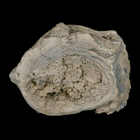 4.5" Brontothere Fossil Vertebrae Bone Eocene Age Badlands S Dakota Titanothere COA - Fossil Age Minerals