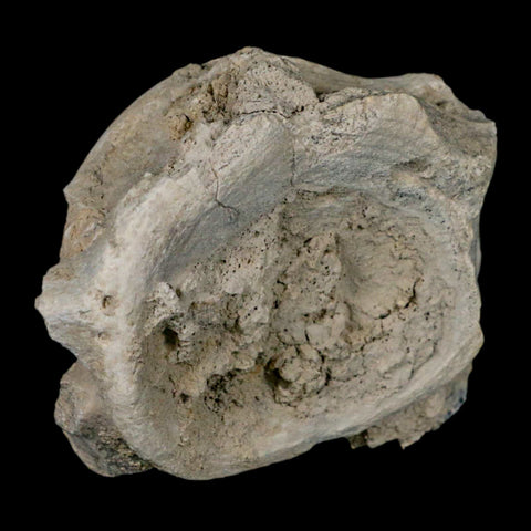 4.5" Brontothere Fossil Vertebrae Bone Eocene Age Badlands S Dakota Titanothere COA - Fossil Age Minerals