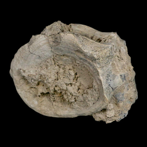 4.5" Brontothere Fossil Vertebrae Bone Eocene Age Badlands S Dakota Titanothere COA - Fossil Age Minerals